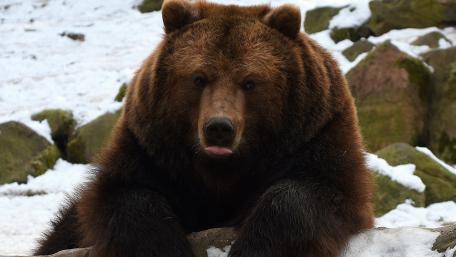 Majestic Bear in Snowy Wilderness wallpaper