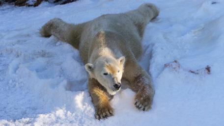 Charming Polar Bear on Snowy Landscape wallpaper