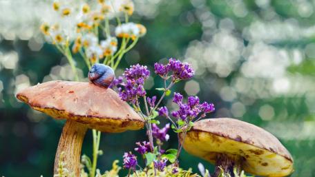 Whimsical Forest Scene with Mushrooms and Snail wallpaper