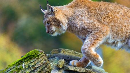 Majestic Lynx on the Prowl in Nature's Embrace wallpaper