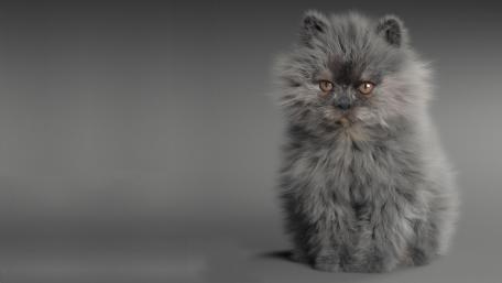 Fluffy Grey Kitten Charm wallpaper