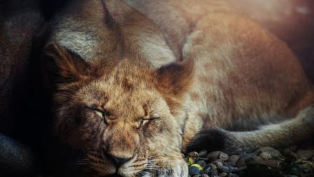 Majestic Lioness in Restful Slumber wallpaper