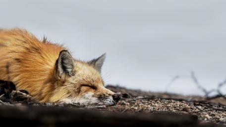 Serene Fox in Nature's Embrace wallpaper