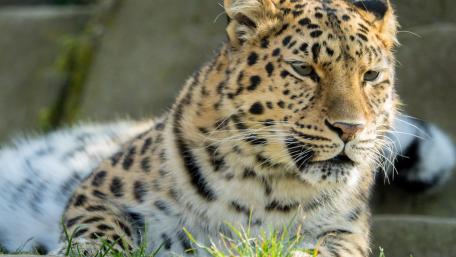 Majestic Amur Leopard in Stunning Detail wallpaper
