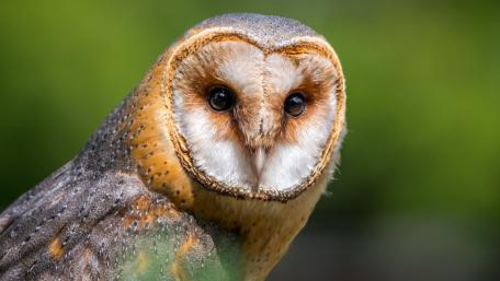 Majestic Owl in Nature's Splendor wallpaper