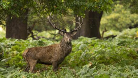 Majestic Stag in Lush Forest Setting wallpaper