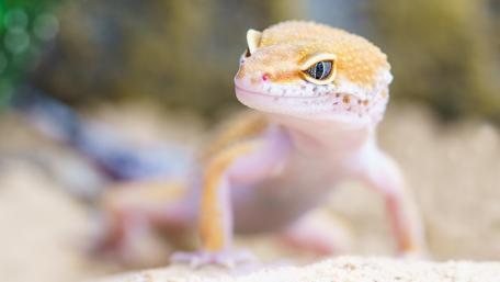 Stunning Close-Up of a Gecko in 4K Quality wallpaper