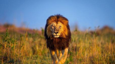 lion ultra wallpaper wallpaper