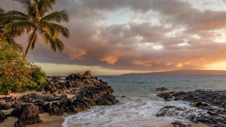 Serene Beach Escape with Palm Tree Views wallpaper