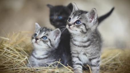 Kittens in Hay Bale Wonderland wallpaper