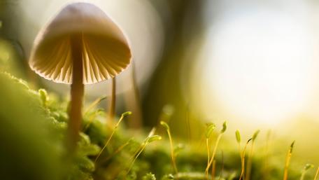 Delicate Mushroom Under Soft Light wallpaper