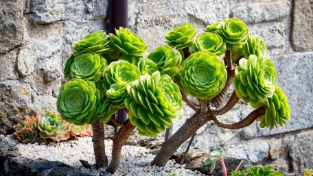 Succulent plant wallpaper