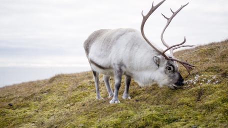 Santa Claus' reindeer wallpaper