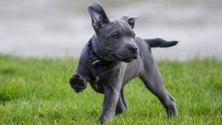 Playful Puppy in Motion wallpaper