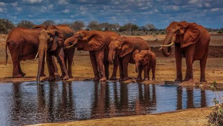 Majestic Elephants Gather at Waterhole in Africa wallpaper