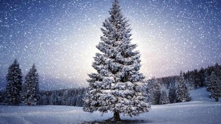Winter Wonderland Pine Tree Scene wallpaper