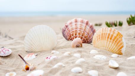 Seashells on a Summer Beach wallpaper