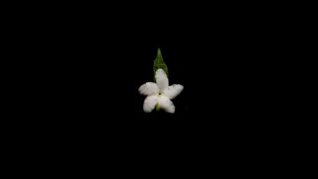 Beautiful white flower wallpaper