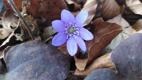 Delicate Purple Flower Amid Autumn Leaves wallpaper