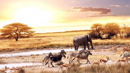 African biodiversity wallpaper