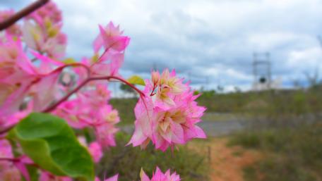 Beautiful Pink Flowers grown wild in the villages of India wallpaper