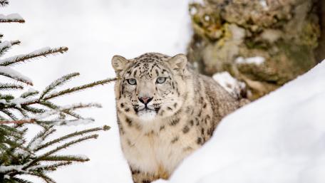Majestic Snow Leopard in Winter Wonderland wallpaper