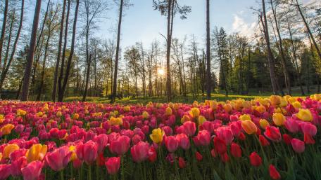 Vibrant Tulip Fields in Spring Sunshine wallpaper