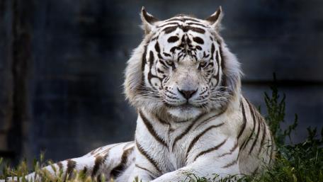 Majestic White Tiger in Serenity wallpaper