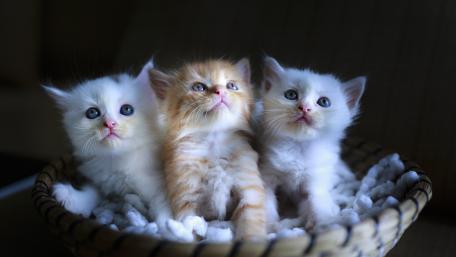 Adorable Trio of Fluffy Kittens wallpaper