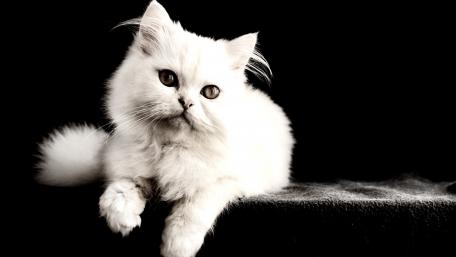 Elegant White Cat in 4K Wallpaper wallpaper