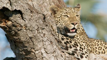 Graceful Leopard Relaxing in the Tree Canopy wallpaper