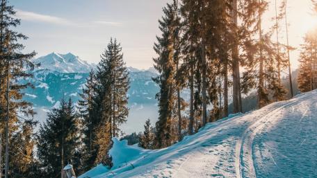 Snowy Path Through Winter Wonderland wallpaper