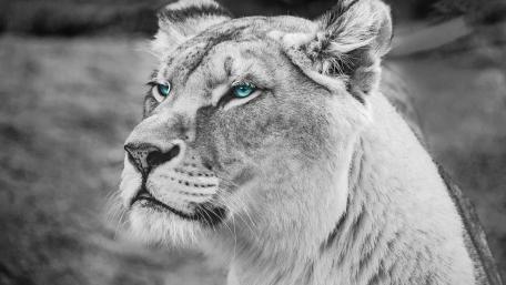 Majestic Lioness in Monochrome wallpaper
