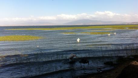 Birds in Ethiopia wallpaper
