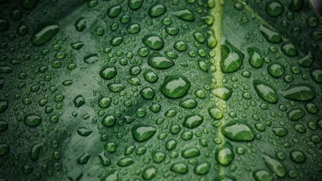 Rain on Leaf wallpaper