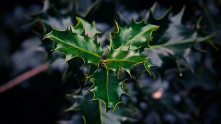 Holly wallpaper