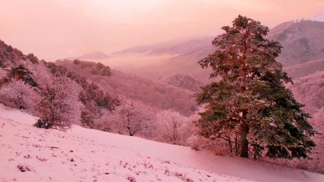 Winter's Pink Embrace in the Valley wallpaper