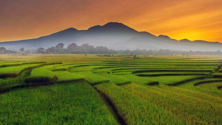 Serene Paddy Field at Dusk wallpaper