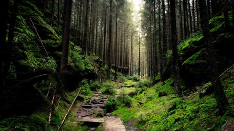 Pathway Through the Enchanted Forest wallpaper