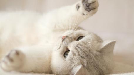 Fluffy White Cat in Relaxed Pose wallpaper