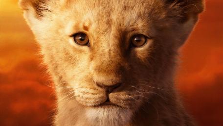 Lion Cub in Golden Light wallpaper