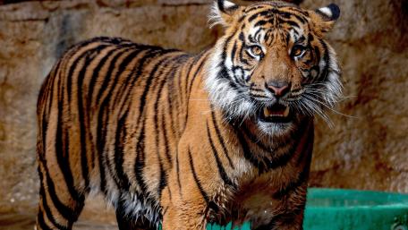 Majestic Tiger in Stunning Detail wallpaper