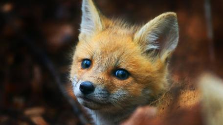 Adorable Fox Cub in the Wild wallpaper