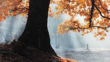 Golden Autumn Light Through the Trees wallpaper