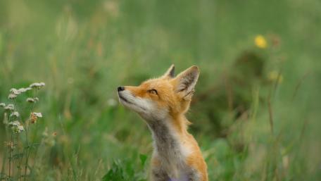 Curious Fox Cub in Nature wallpaper
