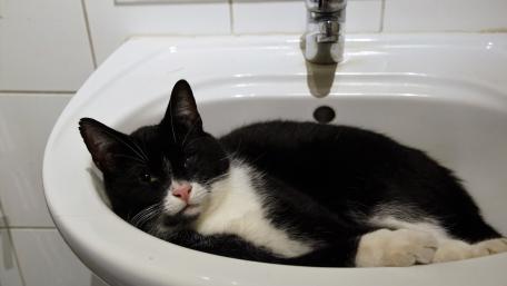 Cat bathing wallpaper