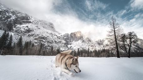 Winter Adventure with a Husky in Snowy Landscape wallpaper