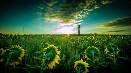 Vibrant Summer Sunflower Field at Sunset wallpaper