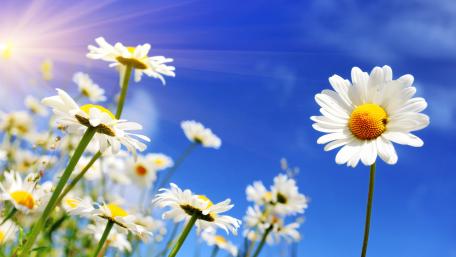 Sunny Daisies Under a Blue Sky wallpaper