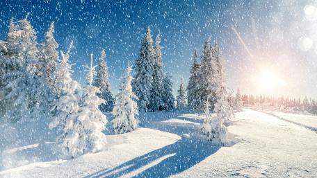 Winter Wonderland in Radiant Sunlight wallpaper